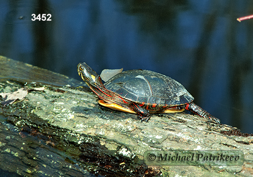 Painted Turtle (Chrysemys picta)